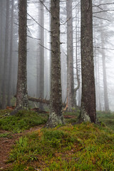 Tannenwald im Nebel, Allg&auml;u, Allg&auml;uer Alpen, Bayern, Deutschland, Europa