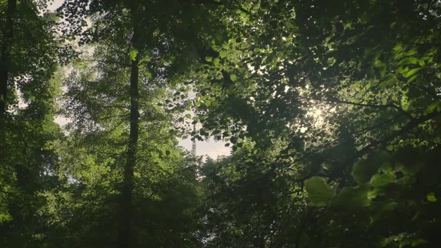 Forest trees sun flare slow motion