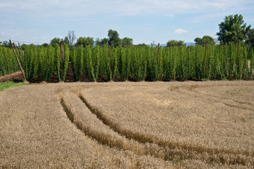 Rural landscape. Wheat field and hop field. Czech Republic.