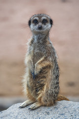 Picture of young meerkat standing and watching in the camera