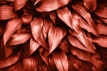 Lebender Korallenhintergrund aus frischen Blättern. Farbe des Jahres 2019 © Anna Efetova