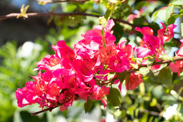 Blooming Pink Bougainvillea Flower branch