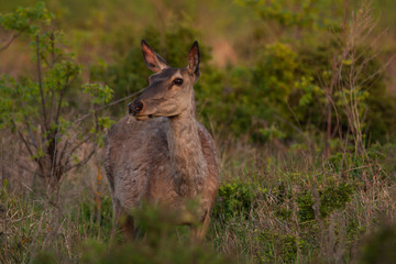 portrait of deer in the green