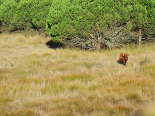 Coto de Doñana National Park, Andalusia, Spain