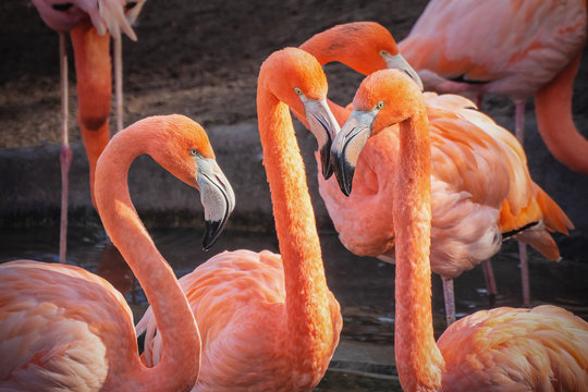 Picture of group of flamingos watching in the camera