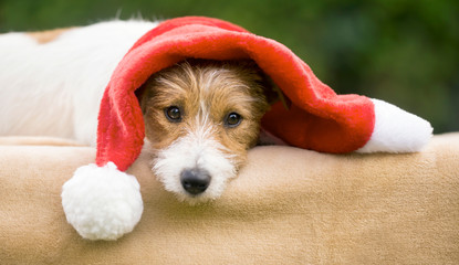 Cute happy christmas gift pet dog puppy with Santa Claus hat - web banner idea