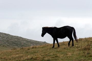 Fototapeta na wymiar Wild horses on the mountain
