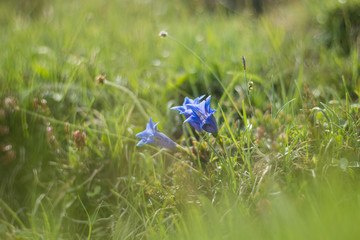 Enzian Alpenwiese