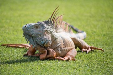 iguana in the usn