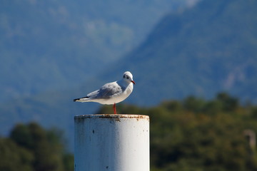 Möwe sitz auf einer Mole am Ufer vom Comer See in Italien, 