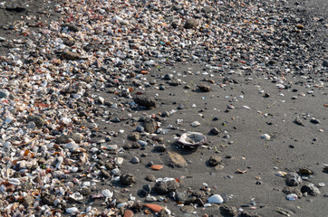 砂浜　小石　貝殻
