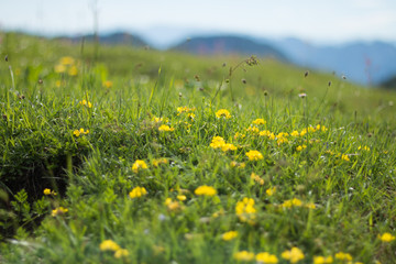 Blumenwiese Alpen
