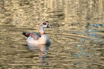 Nilgans auf dem Wasser