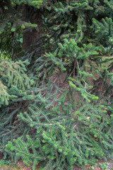 Common Spruce Branches