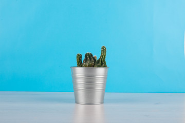 cactus con sfondo azzurro