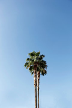 PalmenBlau