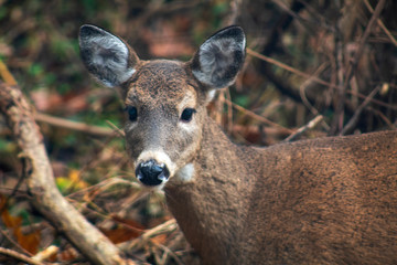 Doe in Forest