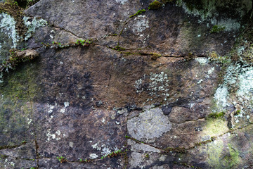 Moss and lichen growing on the rock.