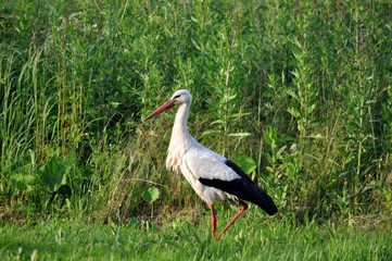 stork on green grass