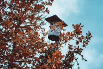 old birdhouse and yellow leaves