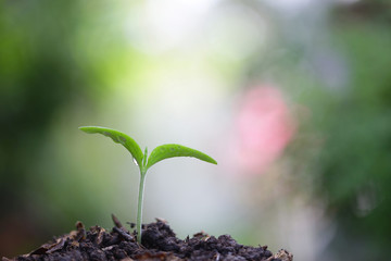 Young green plant growing