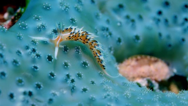 Much-desired flabellina or desirable flabellina (Flabellina exoptata) crawling on a sponge, Raja Ampat, Indonesia