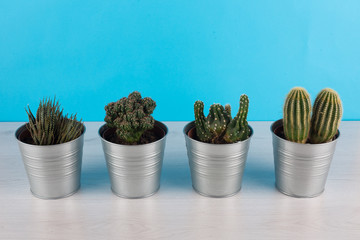 cactus con sfondo azzurro