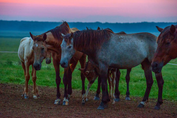 Fototapeta na wymiar Herd of horses on the field early in the morning. 