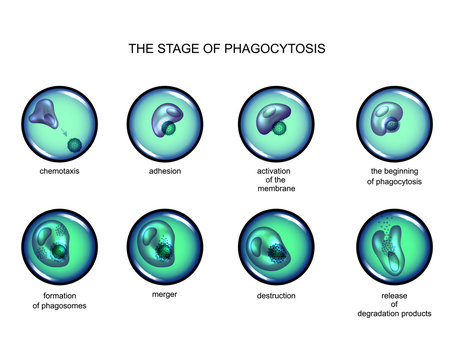 Phagocytosis Stage. Leukocyte