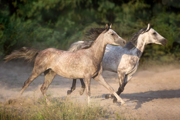 Two grey arabian stallion with long mane run gallop with dust
