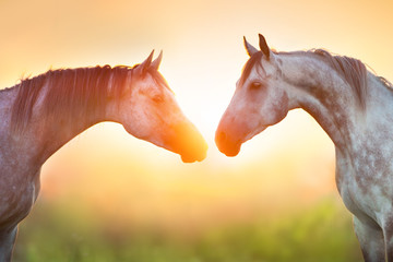 Obraz premium Dwa szare koni arabskich portret w świetle wschodu słońca