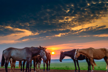 Fototapeta na wymiar Herd of horses on the field early in the morning. 