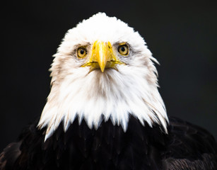 portrait of an american bald eagle