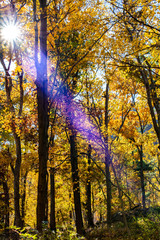 Obraz premium Autumn in the forest