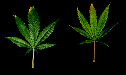Color yellow green marijuana leafs with black background