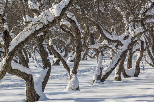 Snow-covered apple trees in an orchard, close up