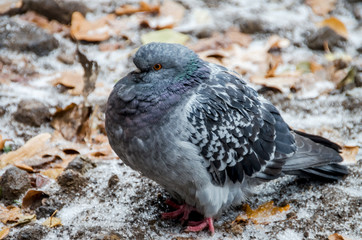 gray dove in the snow