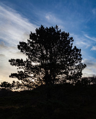 Baumsilhouette im Gegenlicht
