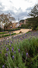 Fototapeta na wymiar Park Guell with Lavender 
