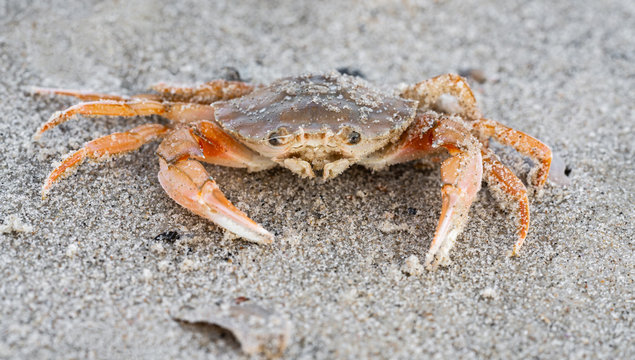 Strandkrabbe