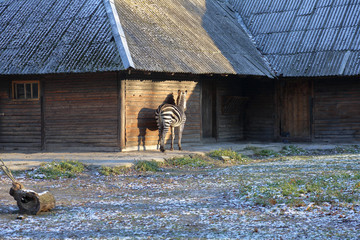 On the territory of the Kaliningrad city zoo. One of the largest and oldest zoos in modern Russia....