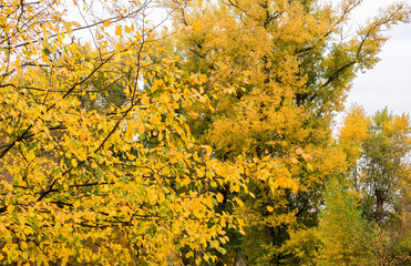  Yellow autumn foliage on a cloudy day. Background