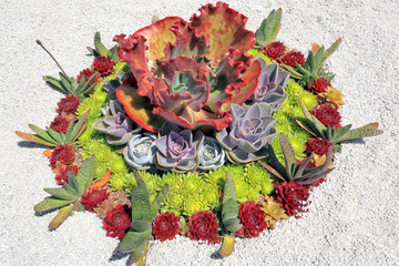 Colorful succulent plants designed into circle on white stones background .