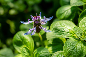 Blue Flower on Sunny Day