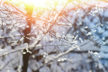 Snow-covered branches in the winter park in the backlight, close-up