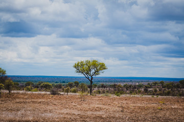 Fototapeta premium einsamer Baum im Krüger Nationalpark in Südafrika