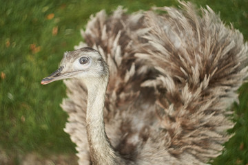 The greater rhea (Rhea americana) is a flightless bird found in eastern South America. Other names for the greater rhea include the grey, common, or American rhea, nandu Guarani or ema