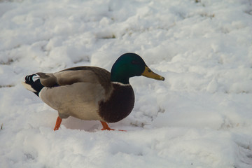 anatra sulla neve