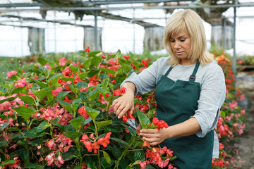 Female gardener with scissors working with red begonia plants in hothouse