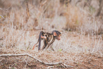 Baby Pavian im Krüger Nationalpark in Südafrika